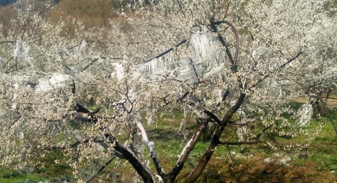 İznik Ovası'nı don vurdu