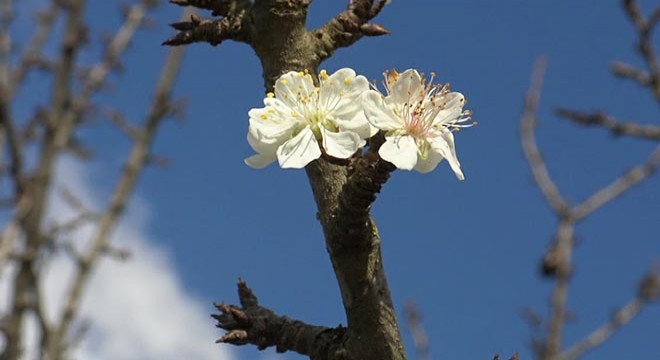 İznik'te erik ağaçları ikinci kez çiçeklendi