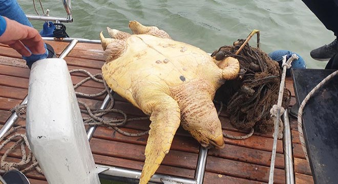 İztuzu açıklarında ölü caretta caretta bulundu