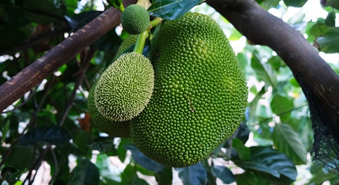 Jackfruit meyvesini Antalya da yetiştirmeyi başardı
