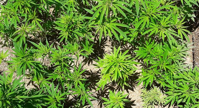 Jandarma bir evin bahçesinde 33 kök kenevir ele geçirdi