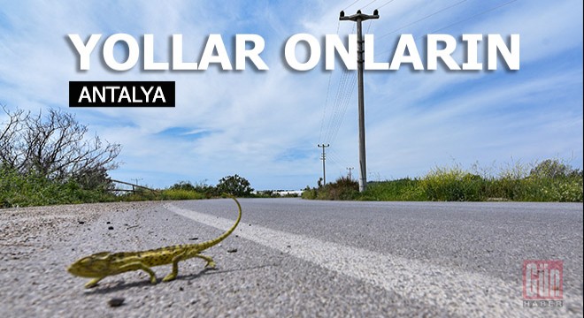 Jandarma, bukalemun geçene kadar trafiği durdurdu