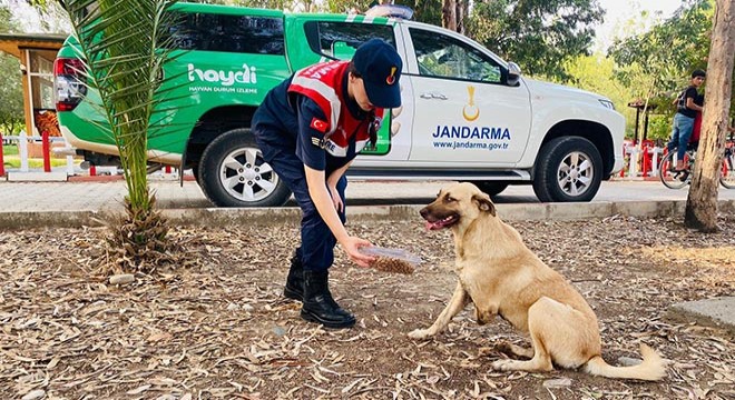 Jandarma ekipleri, kuş cennetinde temizlik yaptı