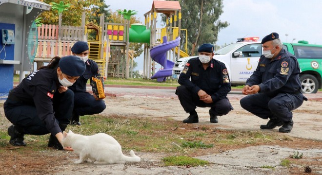 Jandarma, kısıtlamada sokak hayvanlarını besledi