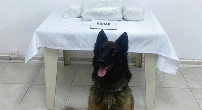 Jandarma köpeği 'Karbon' 10 kilo uyuşturucuya geçit vermedi