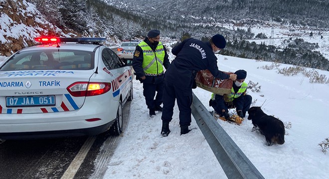 Jandarma sokak hayvanlarını unutmadı