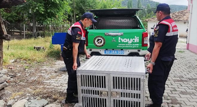 Jandarma, yasaklı köpeğe el koydu