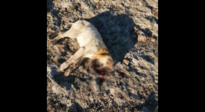 Jandarma, yavru köpekleri öldüreni arıyor