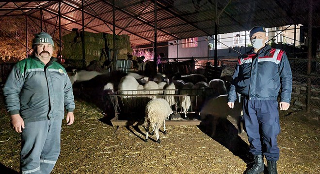 Jandarma kaybolan 18 küçükbaş hayvanı buldu