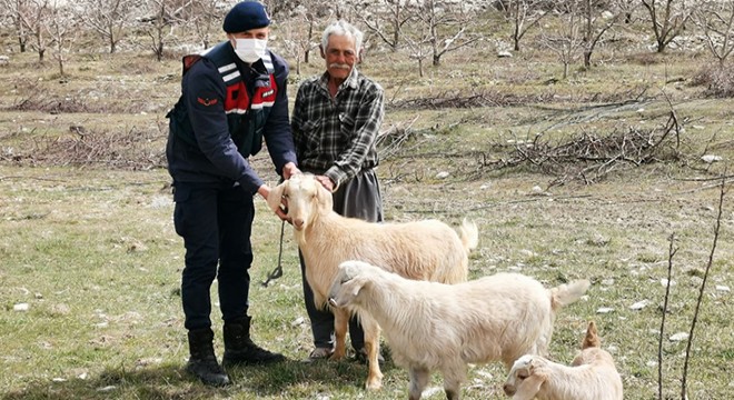 Jandarma, sahibinin kaybettiği hayvanları buldu