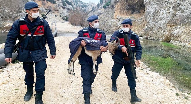 Jandarma, yavru yaban keçisini montuyla soğuktan korudu