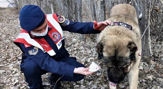 Jandarmadan köpek dövüşüne baskın