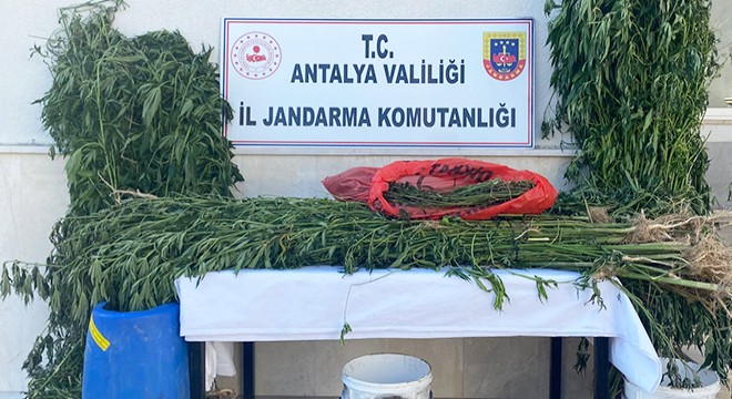Jandarmadan uyuşturucu operasyonu