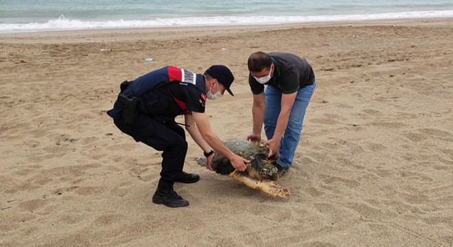 Jandarmanın bulduğu yaralı caretta caretta tedaviye alındı