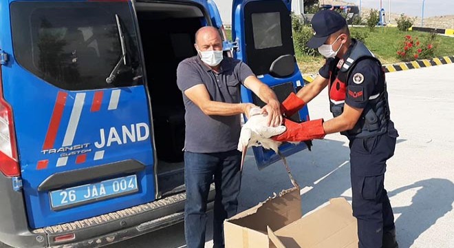 Jandarmanın bulduğu yaralı leylekler tedavi edildi