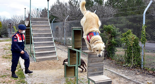 Jandarmanın köpekleri eğitimde