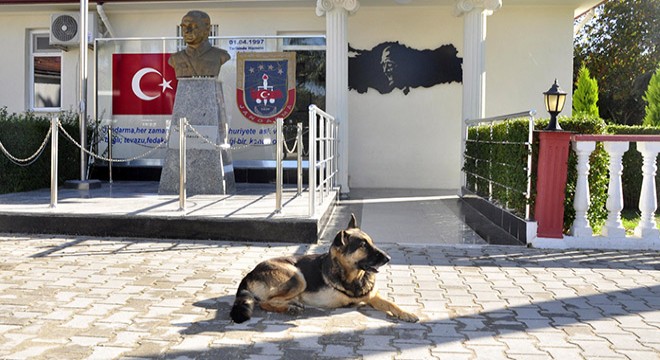Jandarmanın sevgisi 'Zeyna'yı hayata bağladı