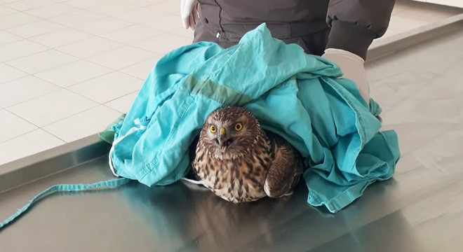 Jandarmanın yaralı bulduğu kızıl şahine tedavi