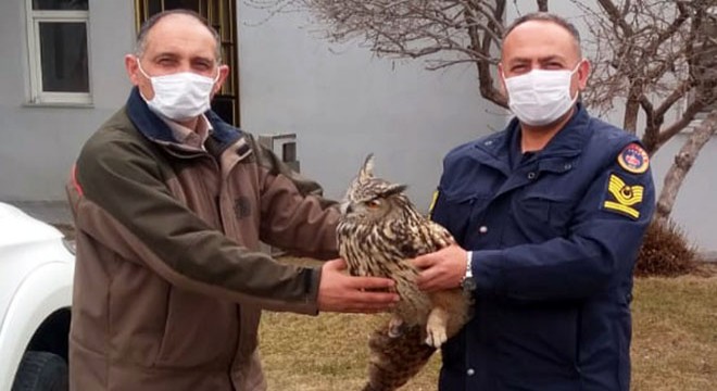 Jandarmanın yaralı bulduğu, nesli tükenmekte olan puhuya tedavi