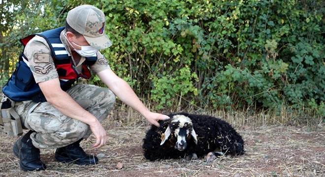 Jandarmanın yolda bulduğu kuzu, sahibine ulaştırıldı