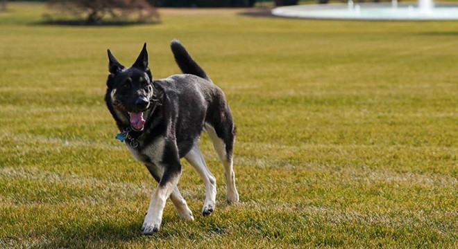 Joe Biden sahiplendiği iki köpeği Beyaz Saray’a taşıdı