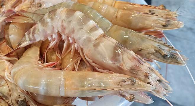 Jumbo karides, balıkçının yüzünü güldürdü