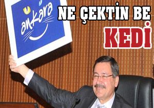 Ne çektin be kedi!