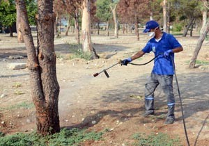 Büyükşehir'den kene ve haşere için ilaç