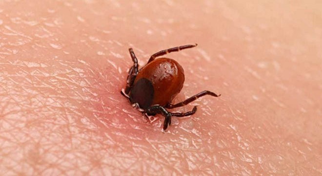 KKKA aşısı, koronavirüs nedeniyle ikinci planda kaldı