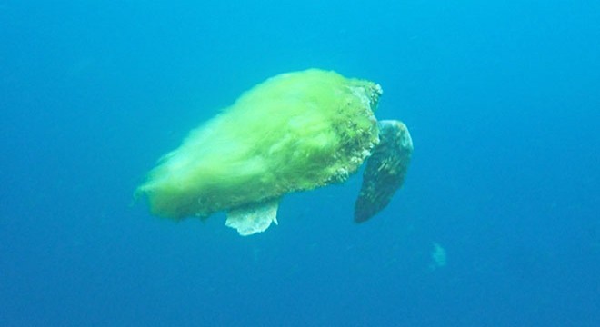 Kabuğu yosun tutmuş caretta caretta görüntülendi