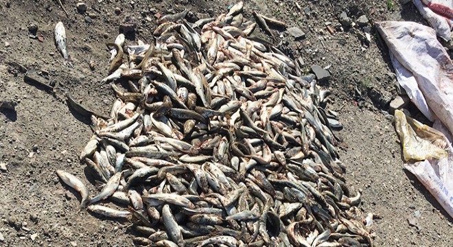 Kaçak 500 kilo inci kefali avlayan 14 kişiye, 26 bin TL ceza