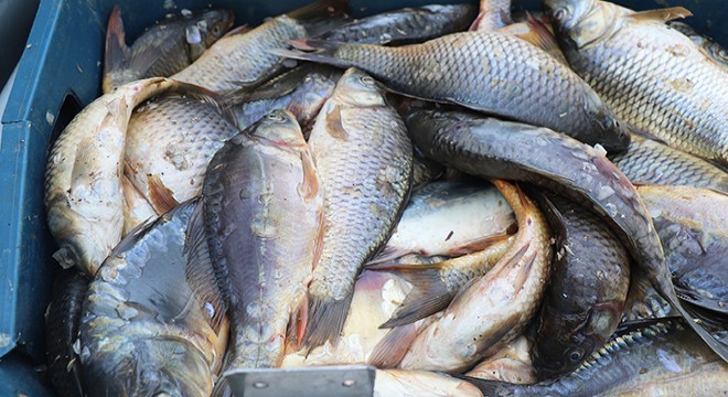 Kaçak avlanan 1 ton 400 kilo yavru sazan ele geçirildi