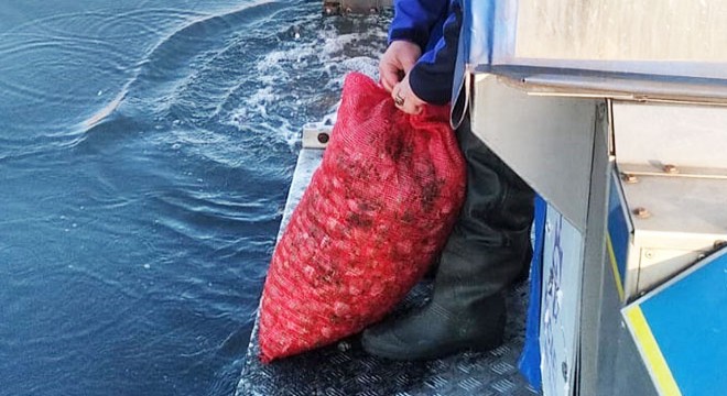 Kaçak avlanan midyeler yeniden denize bırakıldı