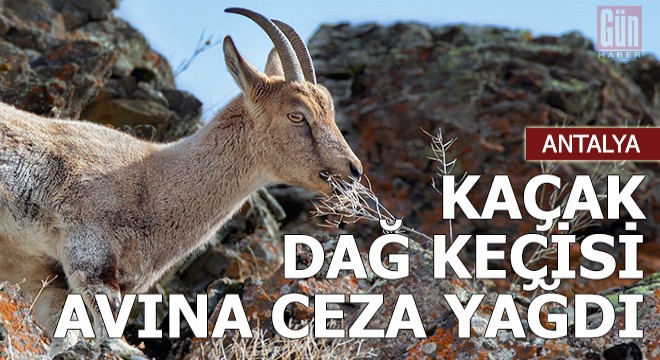 Kaçak dağ keçisi avına ceza yağdı