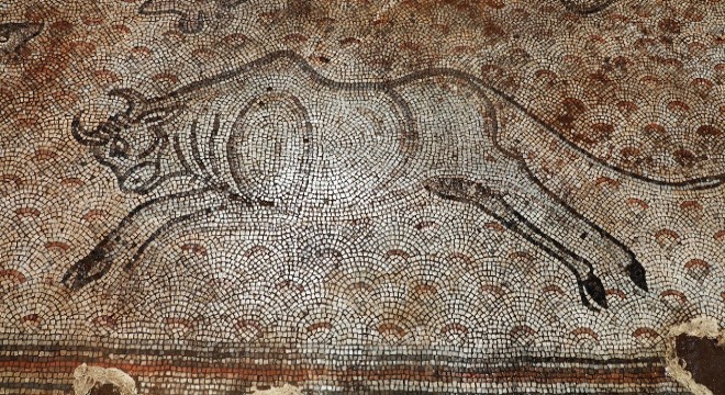 Kaçak kazıda bulunan Bizans mozaikleri, Zeugma Müzesi'ne taşındı