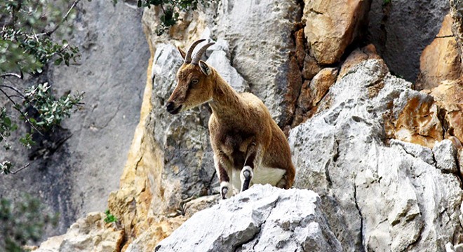 Kaçak yaban keçisi avcılarına para cezası