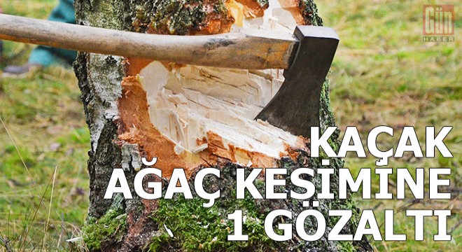 Kaçak ağaç kesimine 1 gözaltı