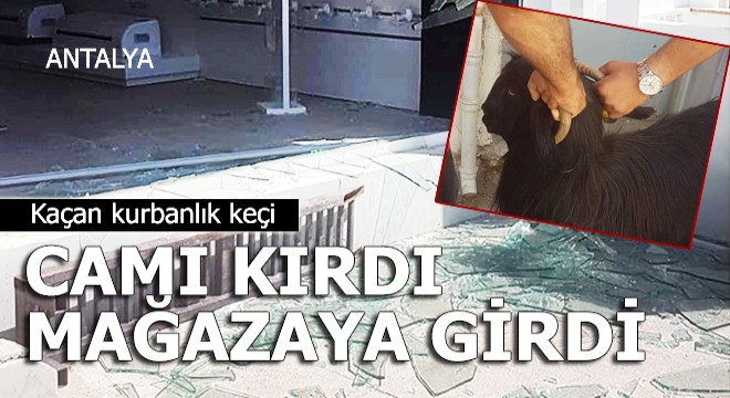 Kaçan kurbanlık keçi camı kırıp, mağazaya girdi