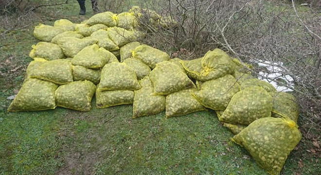 Kaçırılmak istenilen 750 kilo midye, ormanlık alanda bulundu