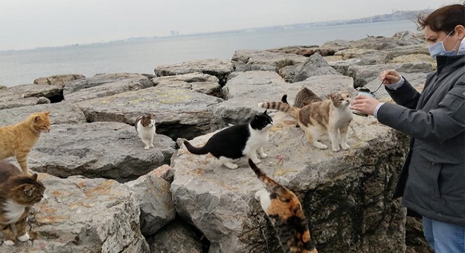 Kadıköy Sahili'nde aç kalan hayvanları beslediler