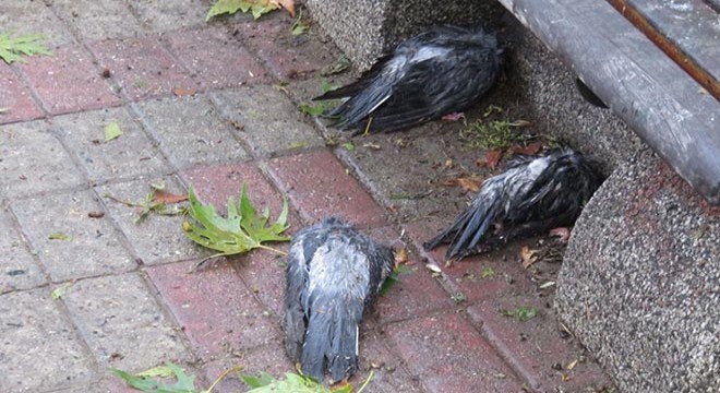 Kadıköy'de dolu nedeniyle kuşlar öldü