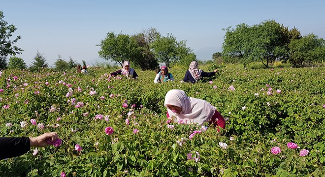 Kadın çiftçiler gül hasadında