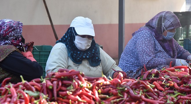 Kadınların ürettiği salçalar, Hollanda’ya ihraç ediliyor