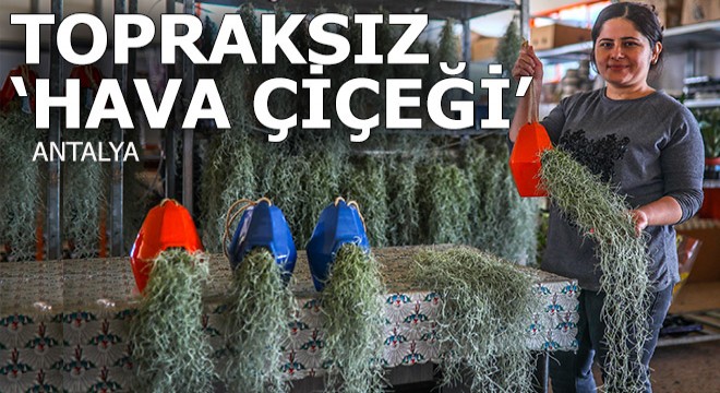 Kadınların yeni gözdesi 'hava çiçeği'
