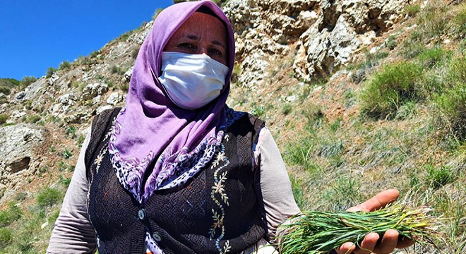 Kadınların dik yamaçlarda  körmen otu  mesaisi