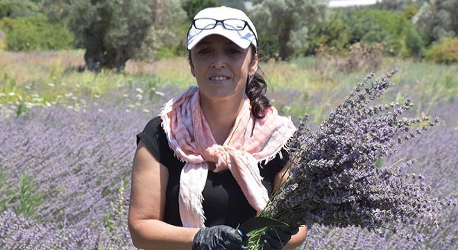 Kadınların gücü  lavanta da birleşti