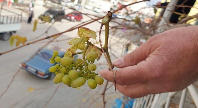 Kadirli’de asma ocak ayında üzüm verdi