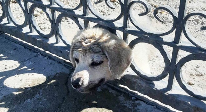 Kafası demir parmaklıklara sıkışan köpeği itfaiye kurtardı
