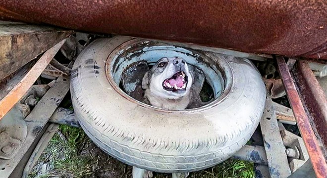 Kafasını stepne lastiğine sıkıştıran köpeği itfaiye kurtardı