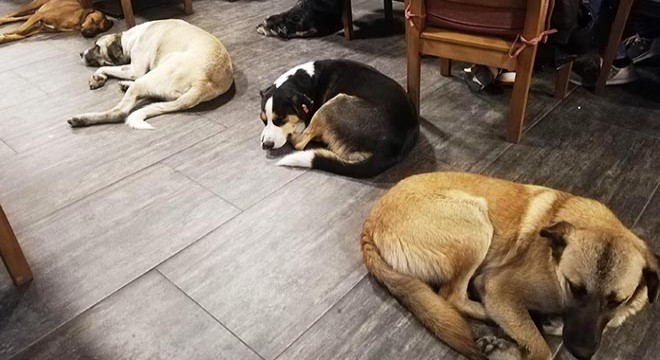 Kafenin kapılarını sokak hayvanlarına açtılar